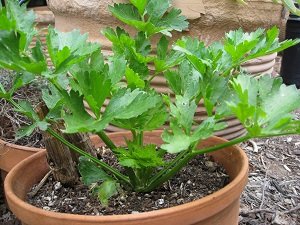 CELERY PLANTS AND ITS BENEFITS