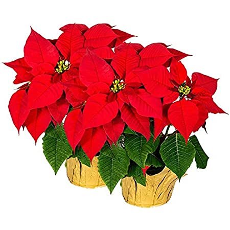 Best Artificial Poinsettia Plants to Decor your Home