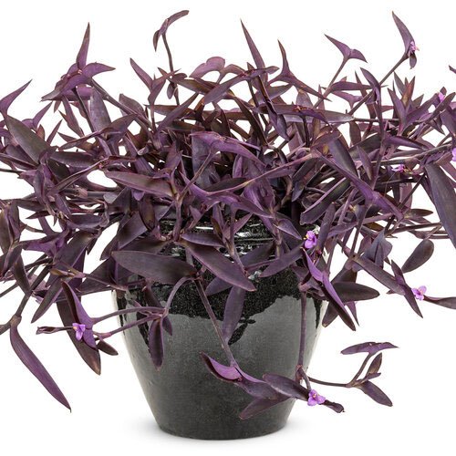 AN ULTIMATE GUIDE ABOUT PURPLE HANGING PLANTS