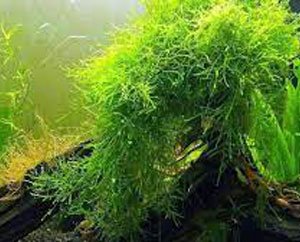 Top 5 Emergent Plants for your Aquarium