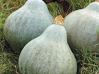The Best Squash Plants to Grow in your Garden – Complete Guide