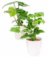 Everything You Need to Know About The Indoor Vine Plants