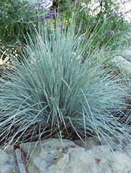 10 best xeriscape plants for arid states of America