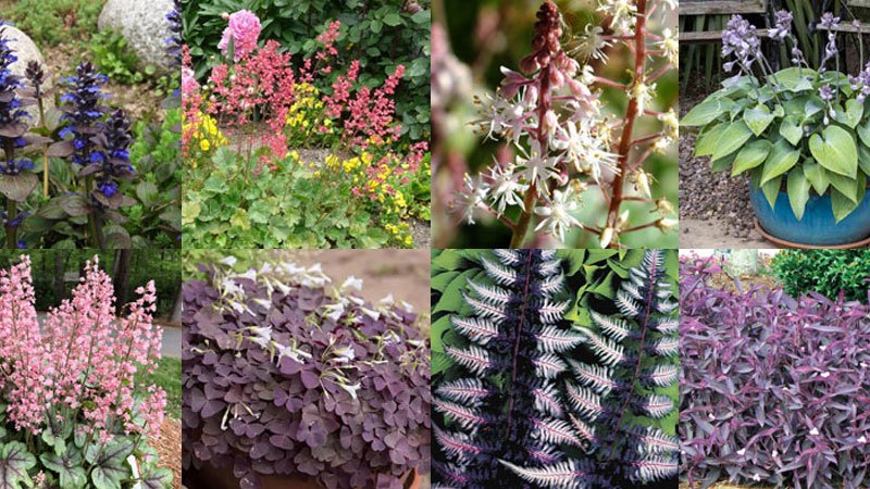 Embracing the Diversity of Purple Leaf Plants in Horticulture