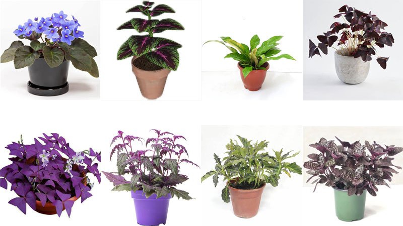Embracing the Diversity of Purple Leaf Plants in Horticulture