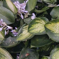 Perennial Purple Leaf Plants