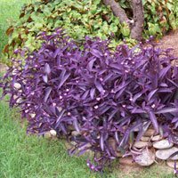 Landscape Purple Leaf Plants