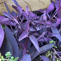 Outdoor Purple Leaf Plants