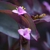 Vine Purple Leaf Plants