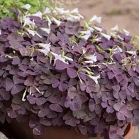 Shade Purple Leaf Plants