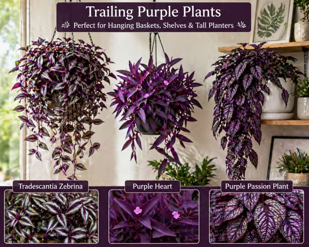 Trailing purple indoor plants in hanging baskets, featuring Tradescantia Zebrina, Purple Heart, and Purple Passion Plant with cascading vibrant purple foliage.
