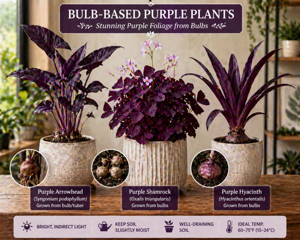 Bulb-based purple indoor plants, including Purple Shamrock and other ornamental bulb growers, displayed in decorative pots with rich purple foliage.
