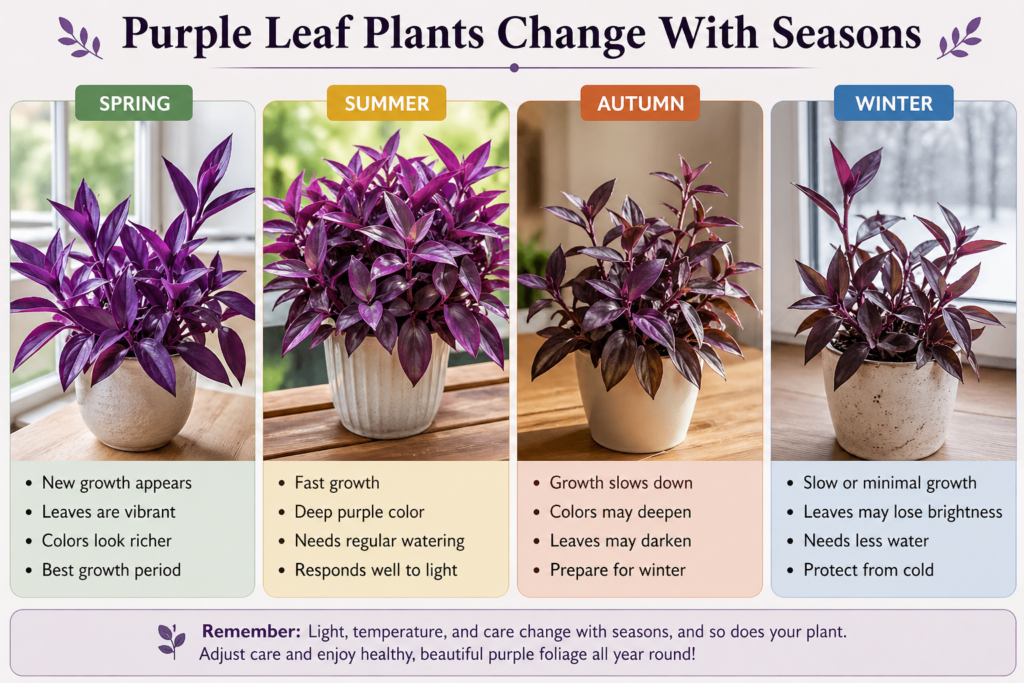 Purple leaf plants shown through seasonal growth changes, highlighting color shifts and care adjustments from spring to winter indoors.
