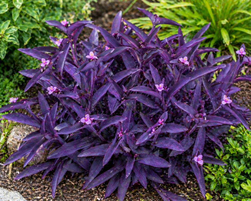 Close-up of Tradescantia pallida (Purple Heart) showing deep violet-purple trailing foliage and small pink flowers growing as a ground cover in a garden bed.
