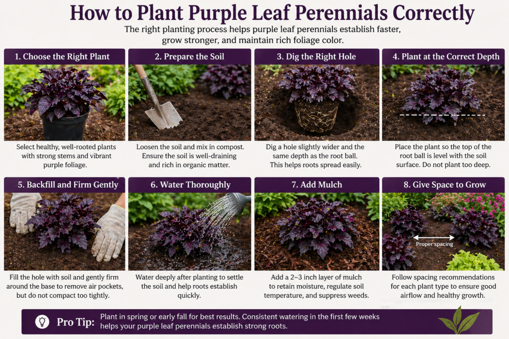 Gardener planting purple leaf perennials in prepared soil with proper spacing, correct planting depth, and mulch for healthy root establishment.
