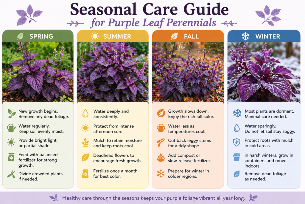 Seasonal care guide for purple leaf perennials showing watering, pruning, feeding, and winter protection tips across spring, summer, fall, and winter.
