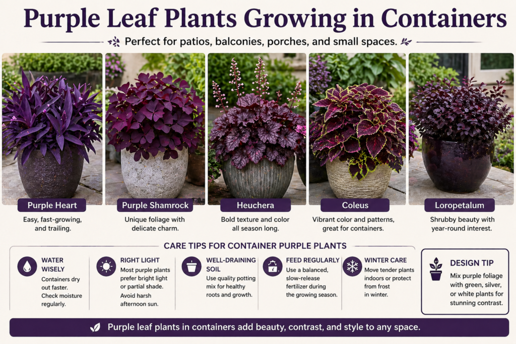 Purple leaf plants in decorative containers, showing colorful foliage options for patios, balconies, and small garden spaces.
