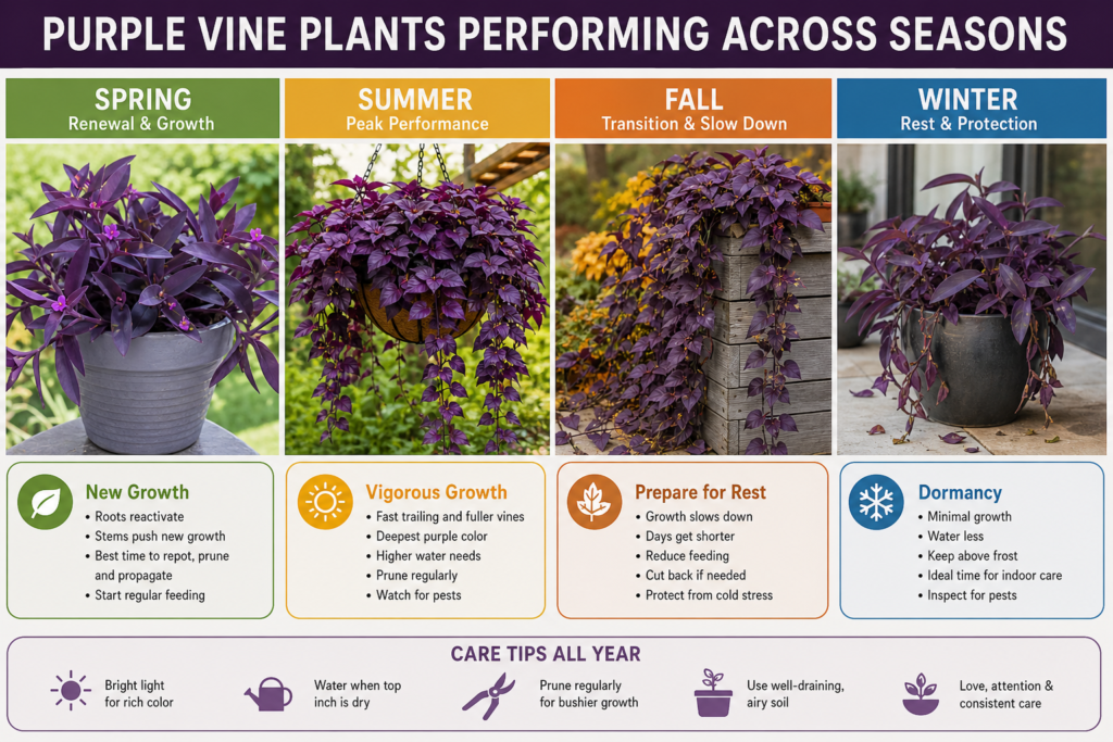 Purple vine plants shown through spring, summer, fall, and winter, highlighting seasonal growth and care changes.
