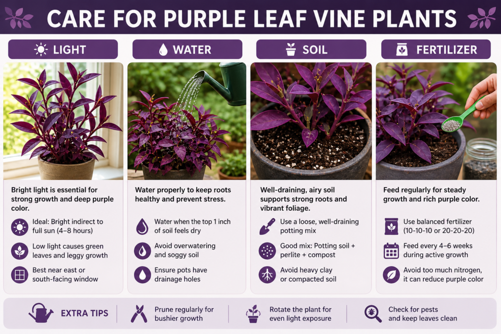 Purple leaf vine plant care guide showing light, water, soil, and fertilizer needs for healthy growth.
