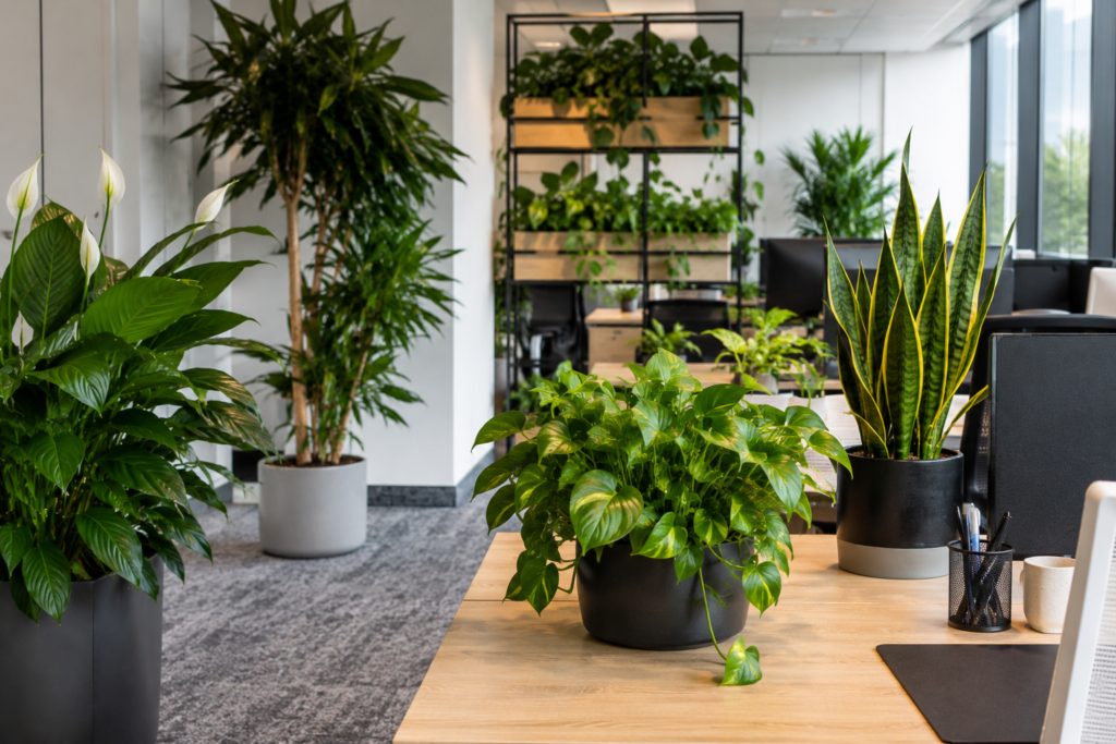 Indoor plants in a modern office workspace
