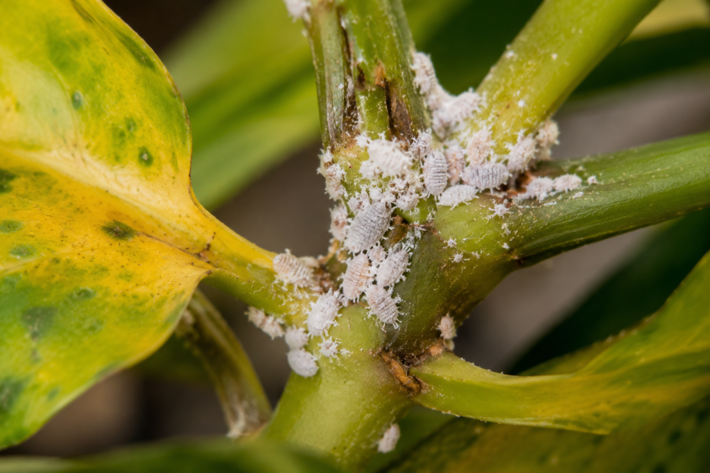 Pests mealybugs on tropical plant stems