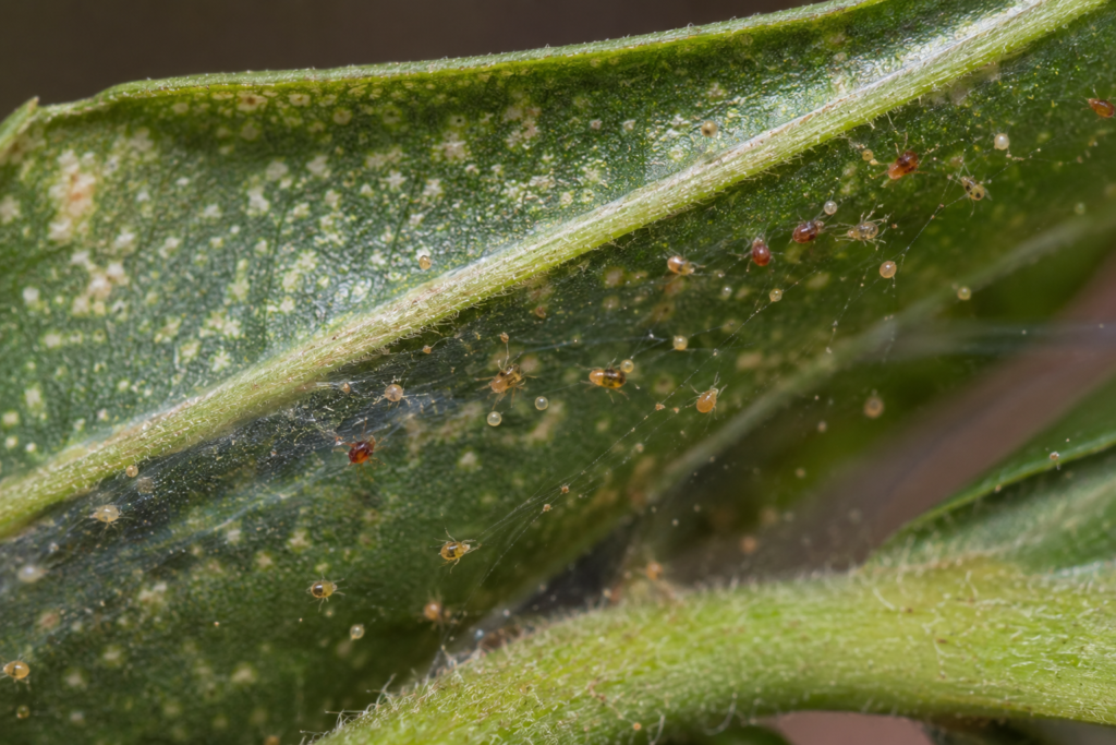 Pests spider mites on tropical leaf underside