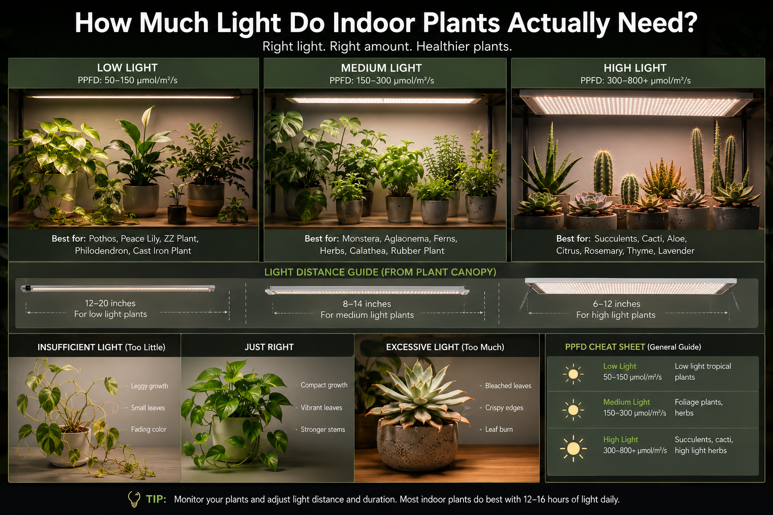 Infographic showing indoor plants grouped by low, medium, and high grow light intensity needs.
