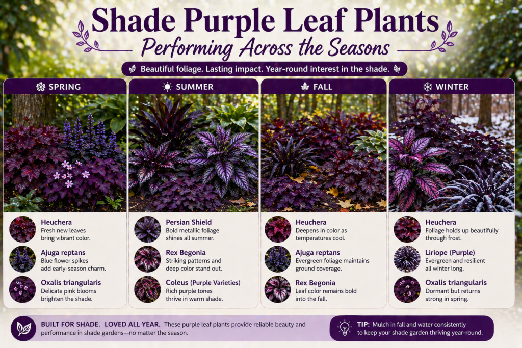 Shade purple leaf plants across all seasons, providing year-round color and garden interest.
