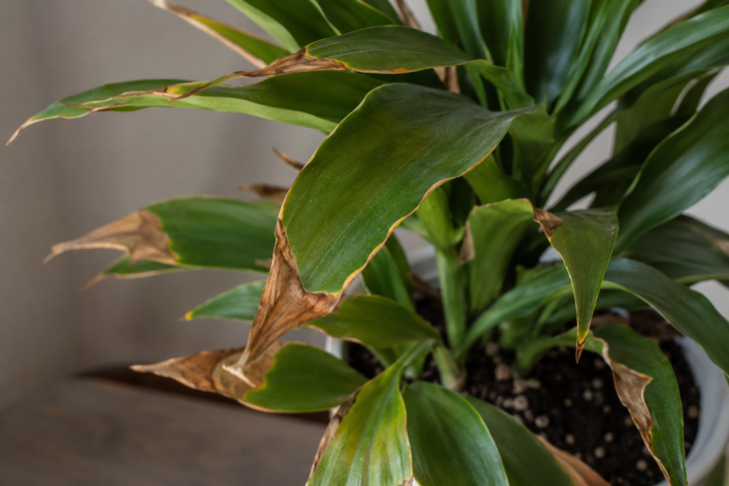Houseplant leaves with brown crispy tips and dry edges from fluoride damage.
