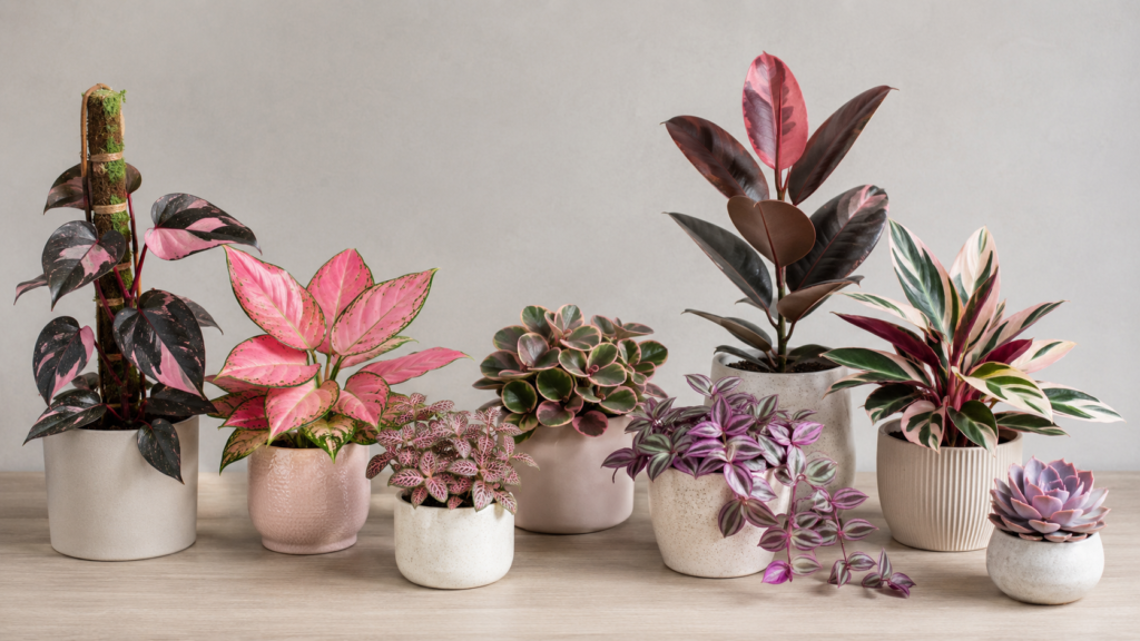 Pink houseplant comparison.