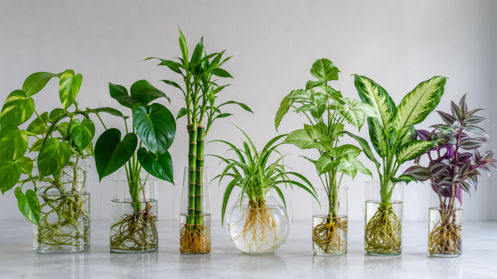 Best plants that grow in water.
