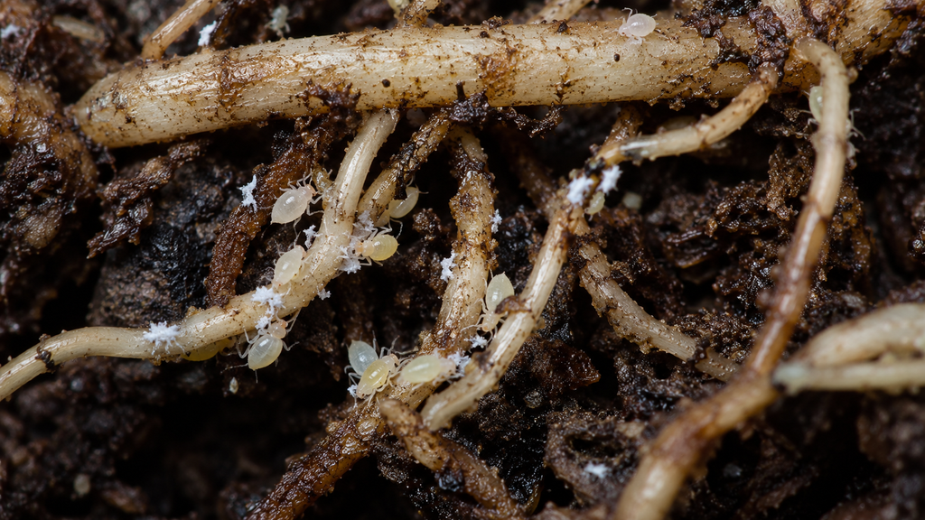 Root aphids on roots