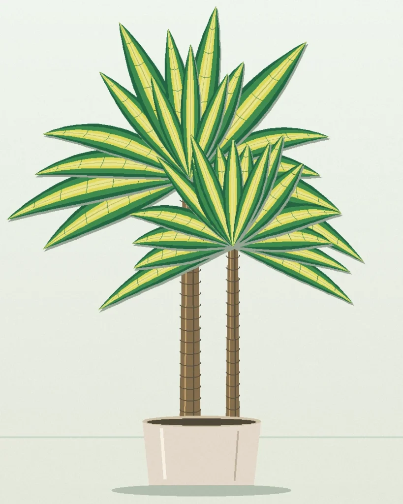 Dracaena Janet Craig
