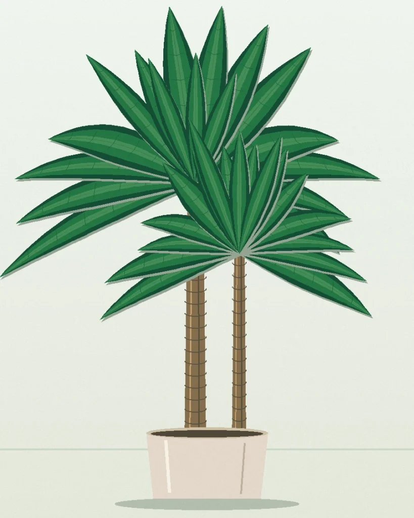 Dracaena Compacta