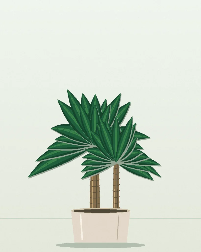 Dracaena Compacta