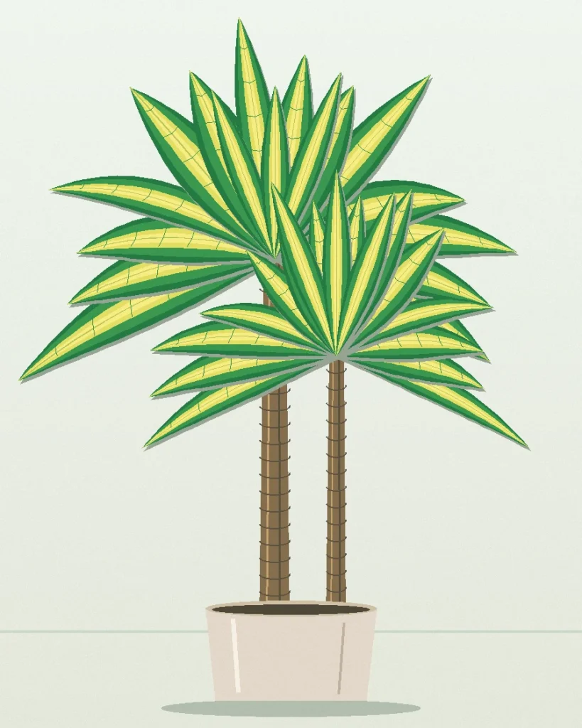 Dracaena Lemon Lime