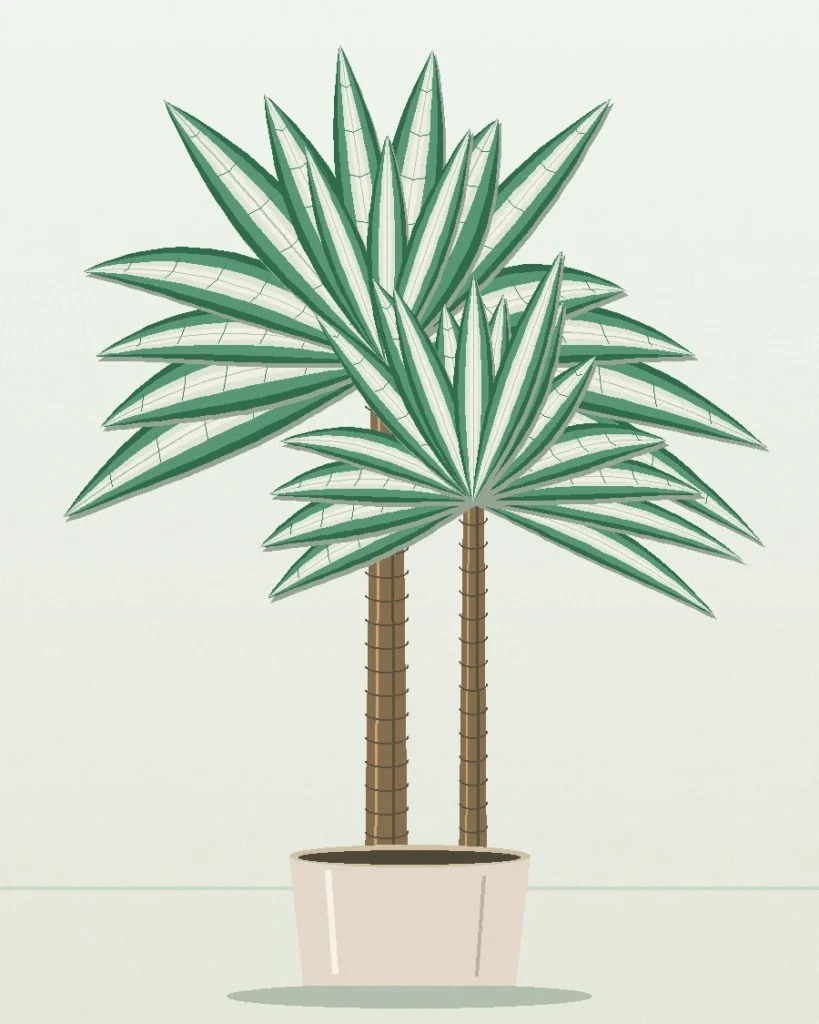 Dracaena Warneckii