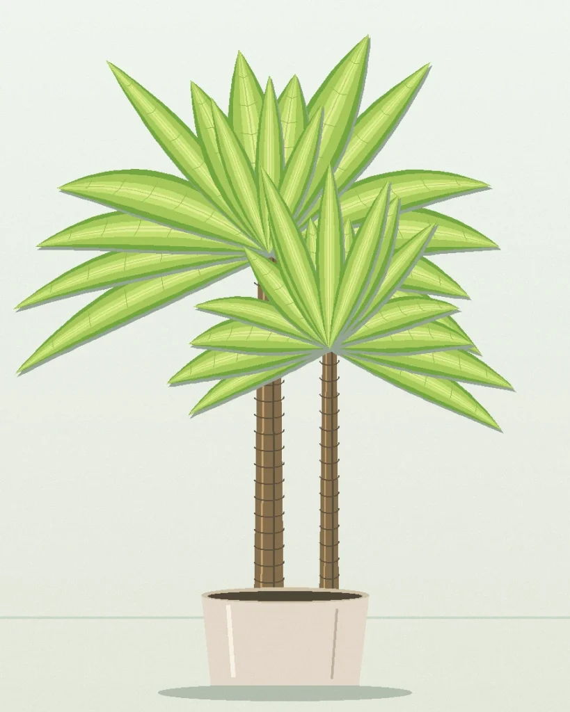 Dracaena Limelight