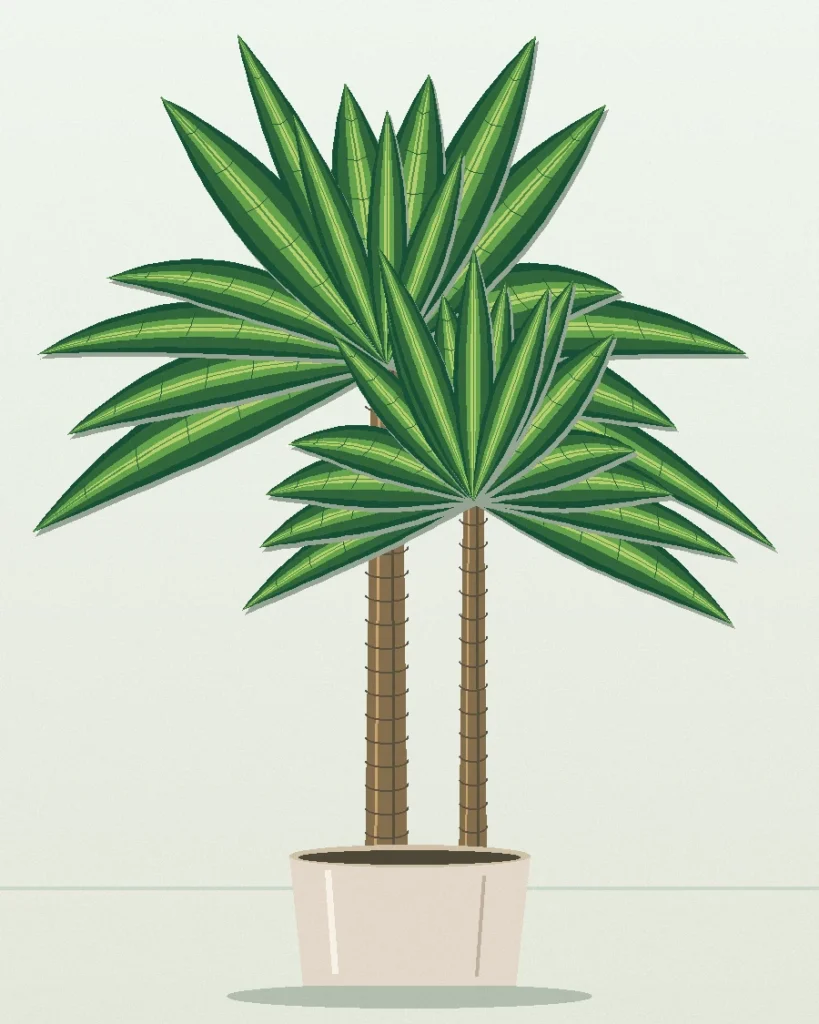Dracaena Dorado