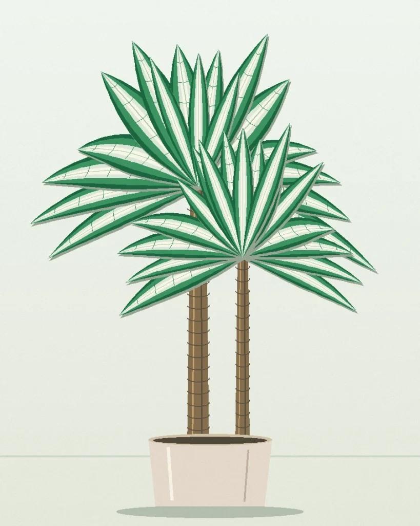 Dracaena White Jewel