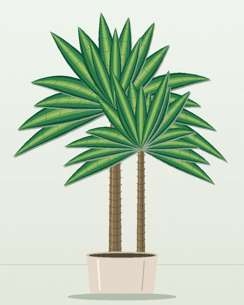 Dracaena Hawaiian Sunshine