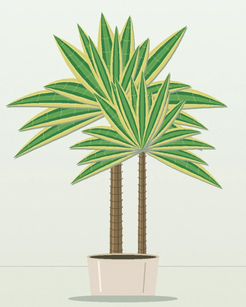 Dracaena Lindenii