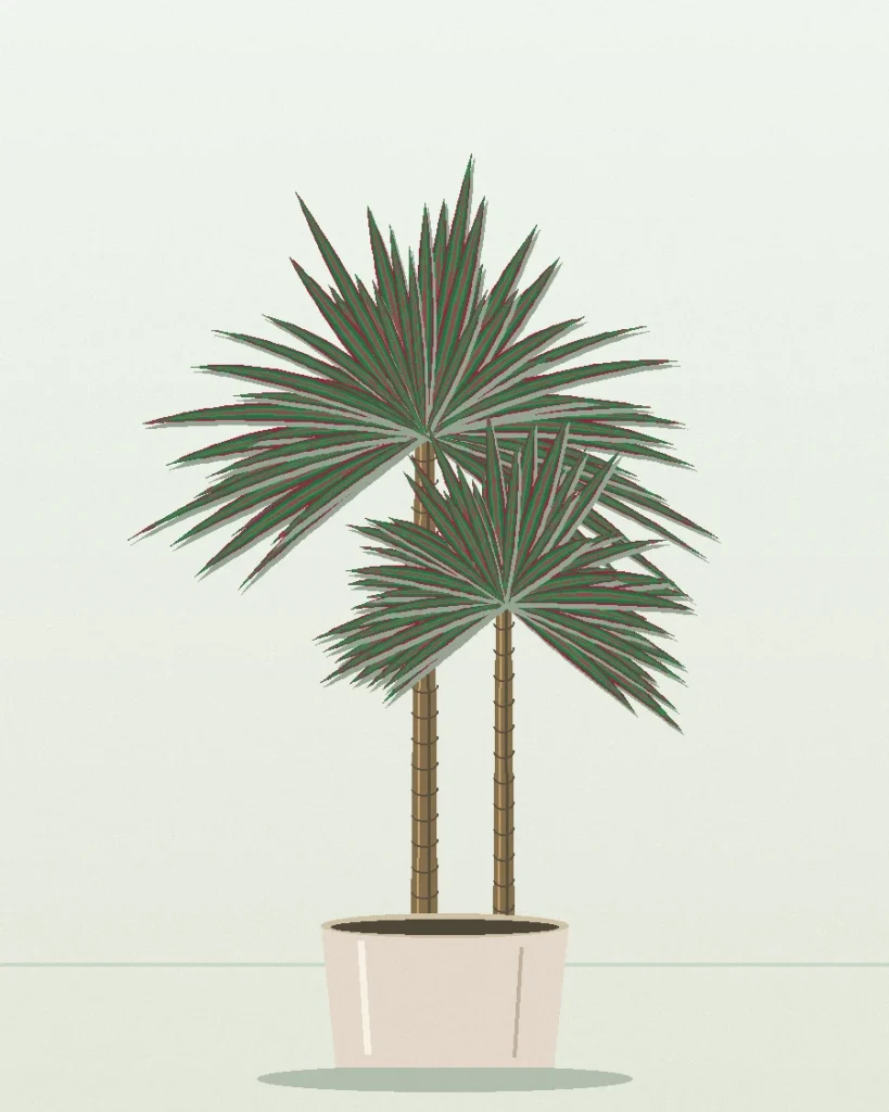 Dracaena Marginata