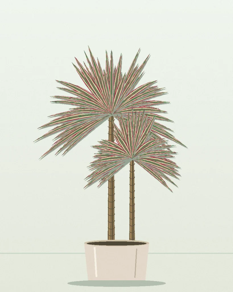 Dracaena Tricolor