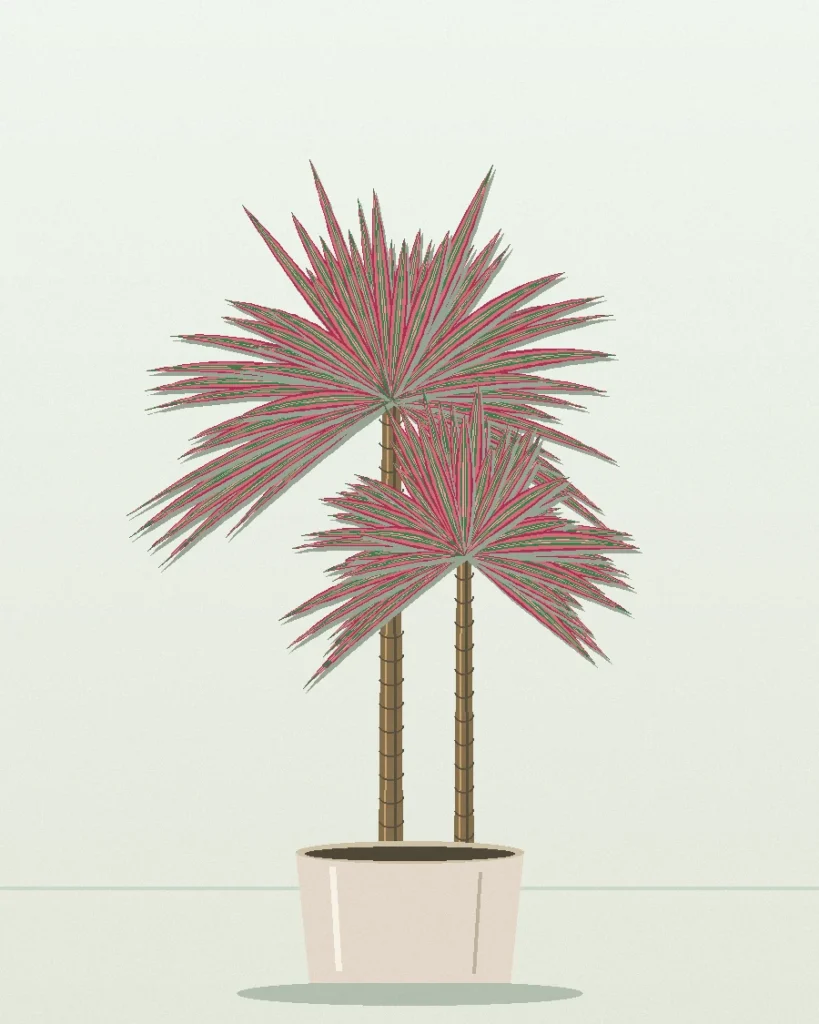 Dracaena Colorama