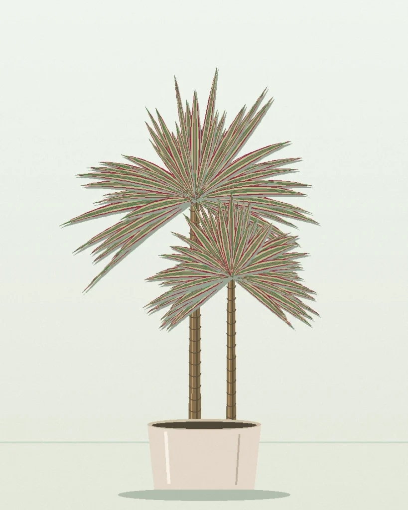 Dracaena Bicolor