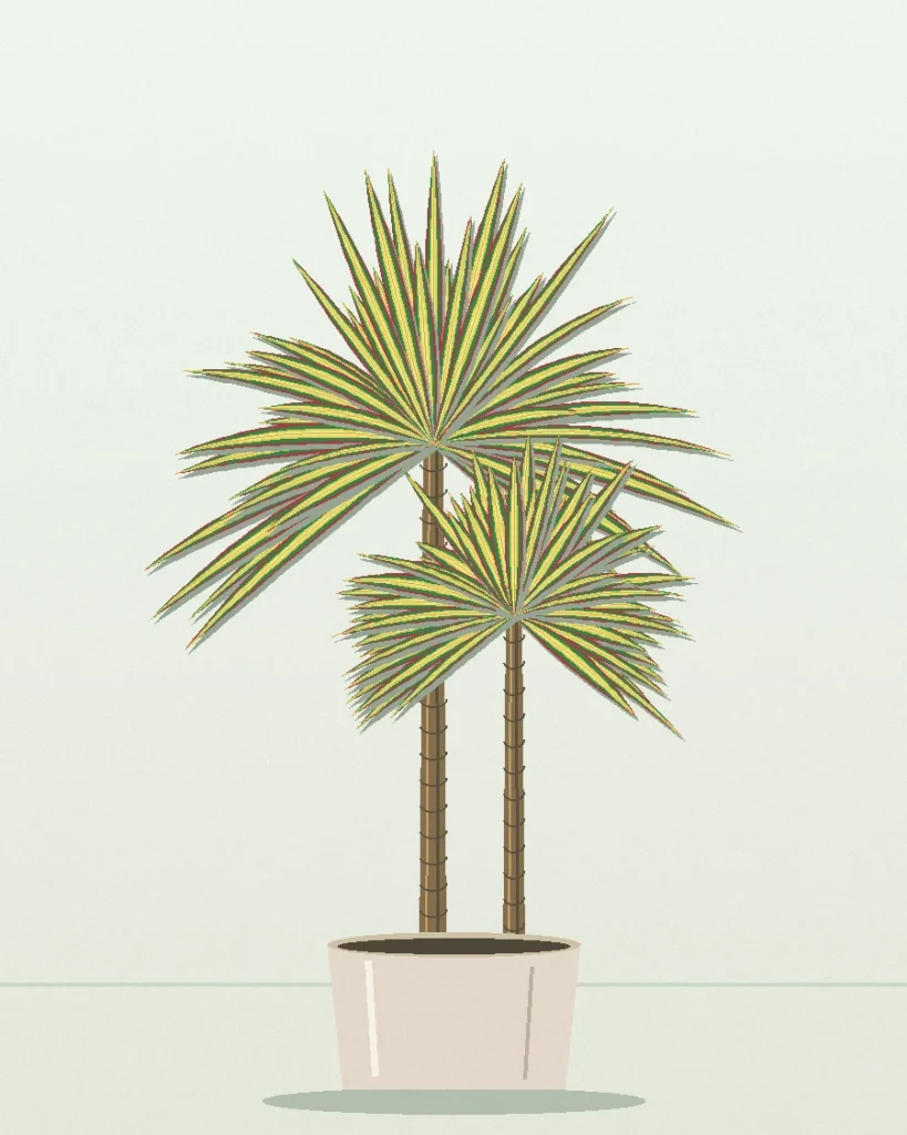 Dracaena Sunray