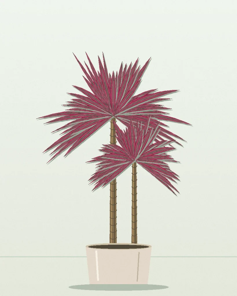 Dracaena Magenta