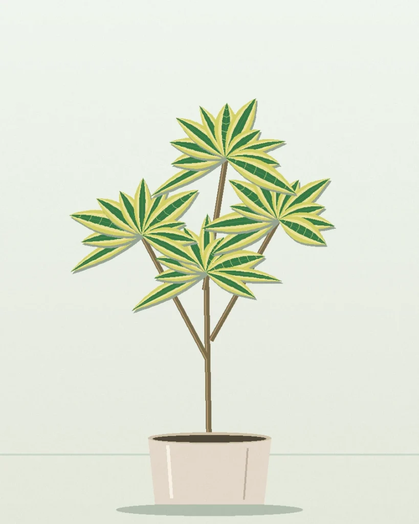 Dracaena Song of India