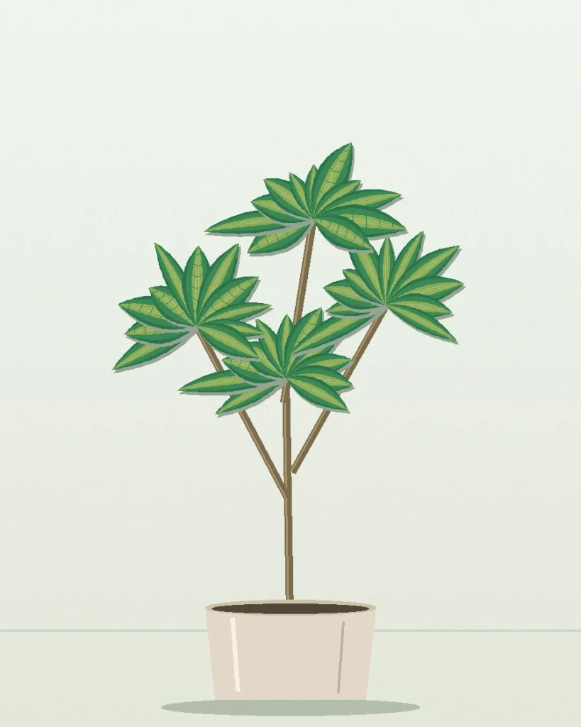 Dracaena Florida Beauty